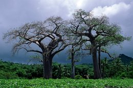 Baobabs;-Coconut-palms;-Comoros-Archipelago;-France;-Hill;-Indian-Ocean;-Kaleidos;-Kaleidos-images;-La-parole-à-limage;-Landscape;-Laurent-Abad;-Mayotte;-Nature;-Stories-Pictures;-Stormy-sky;-Trees